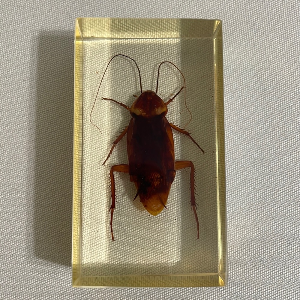 Roach Encased in Acrylic